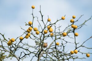 ダウンタイム中にアイパッチを使った乾燥防止の方法は？