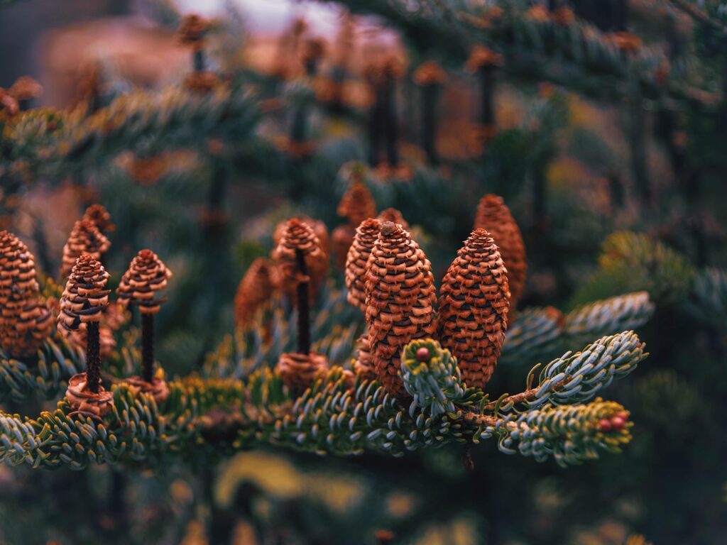 ダウンタイム中にビタミンKクリームを使って内出血を改善する方法は？