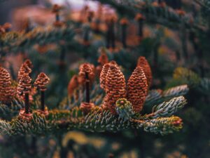 ダウンタイム中にビタミンKクリームを使って内出血を改善する方法は？