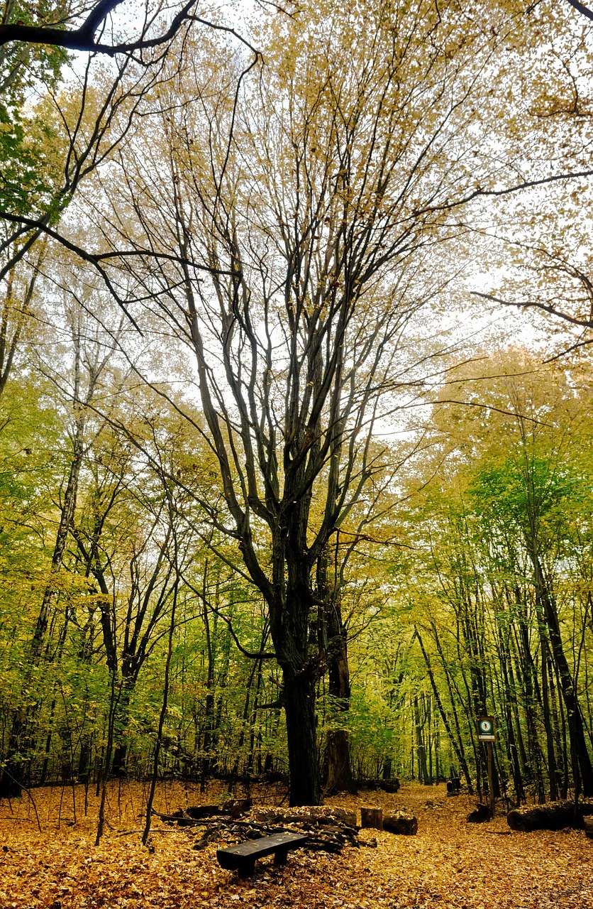 ダウンタイム術後におすすめの鉄分補給食品は？