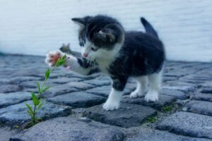 ダウンタイム中の抗生物質の飲み忘れに対する対処法は？