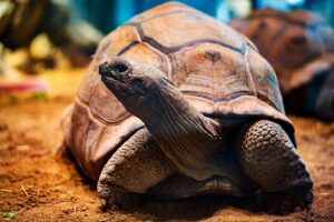 ダウンタイムに発熱したとき、まずやることは何？