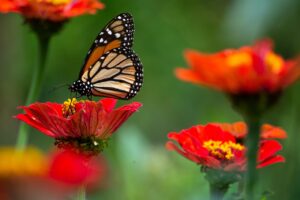 ダウンタイム中の花粉対策は？2026年の術後に鼻がつらいあなたへ