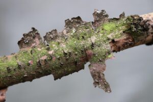 ダウンタイム中にテープをはがすとき、痛くない方法は？